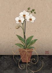 White Orchid