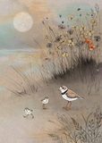 Plover Family