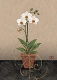 White Orchid